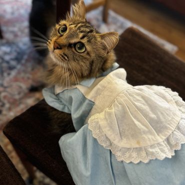 不思議の国のプリちゃん♡