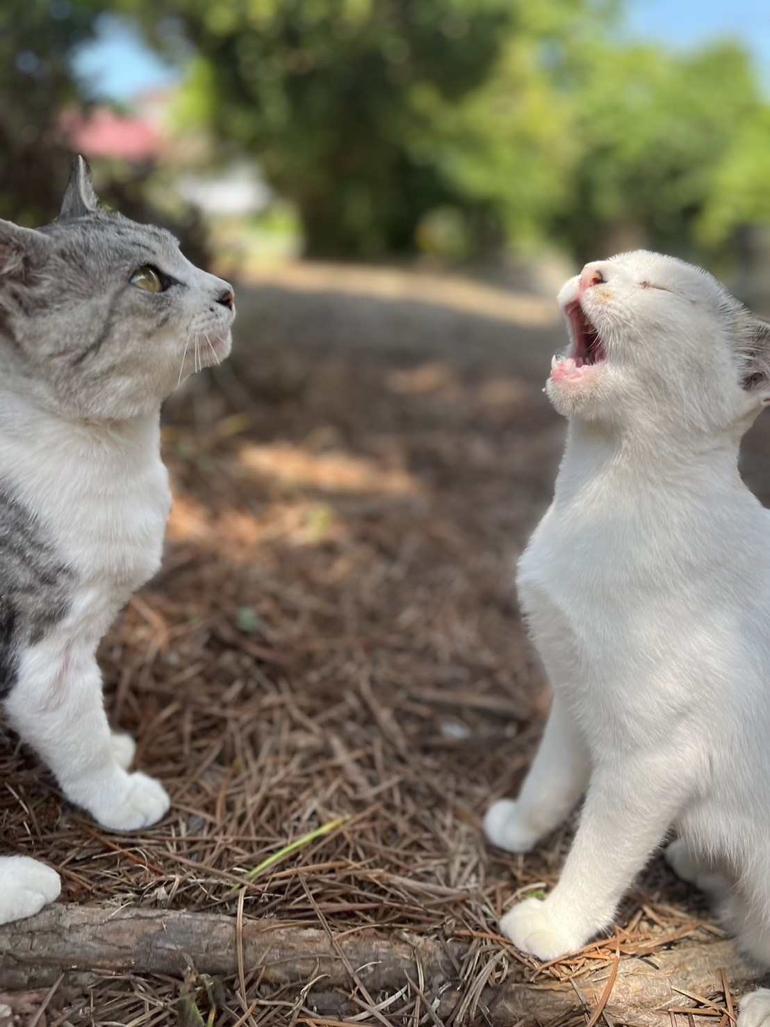 会話