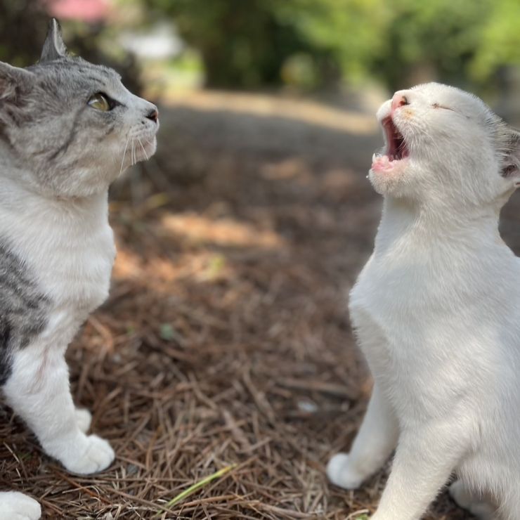 会話