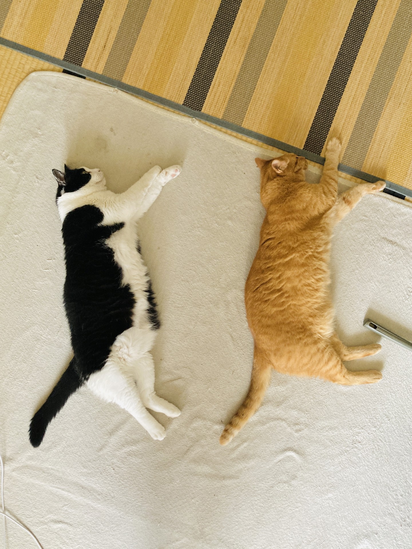 いのちつないだ！
