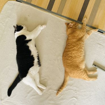 いのちつないだ！