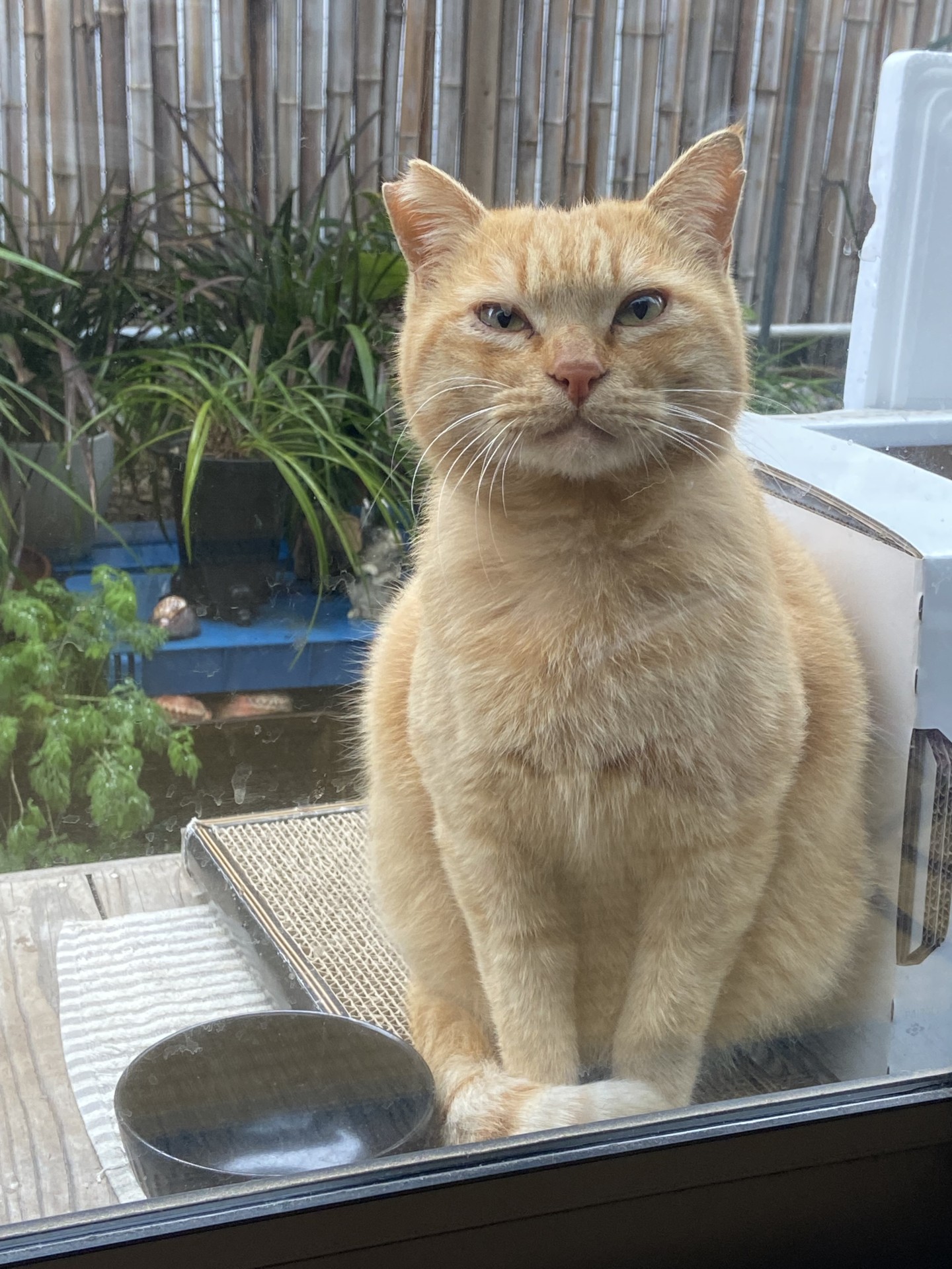 ボス猫のら