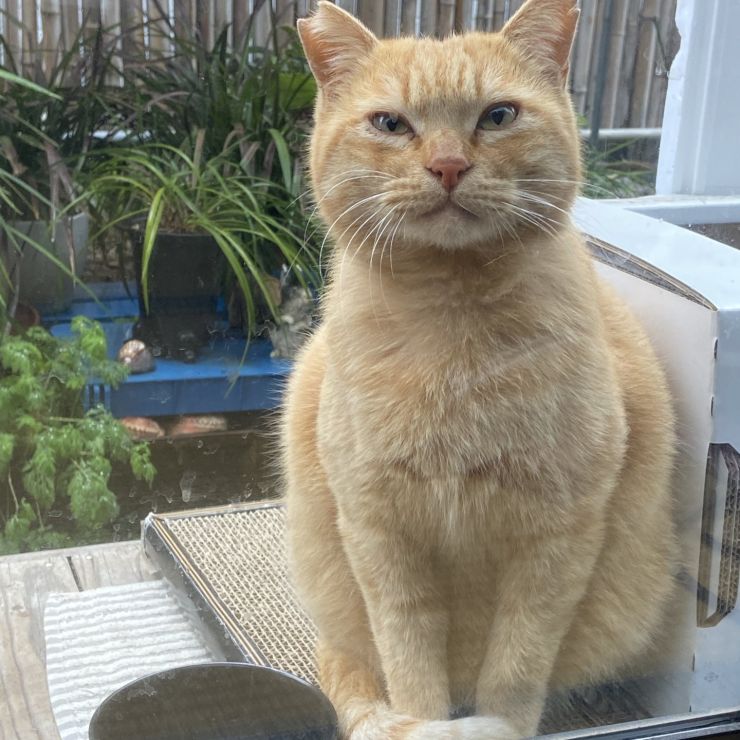 ボス猫のら