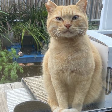 ボス猫のら