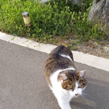パトロール行ってきまーす