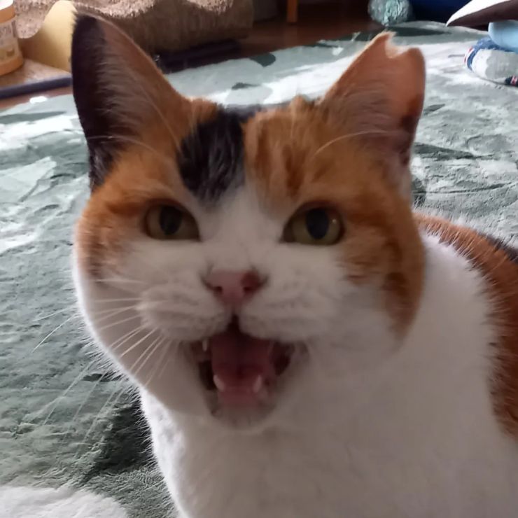 大好きなみけにゃん