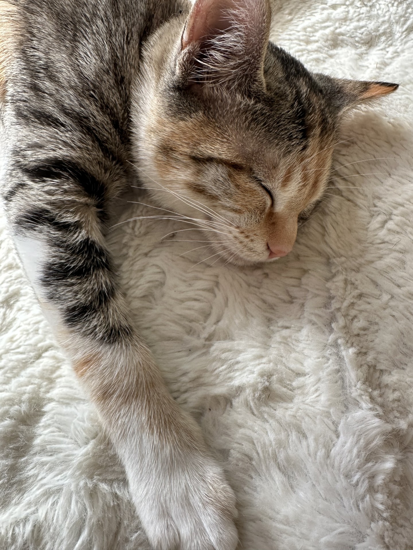 ずっとのおうち
