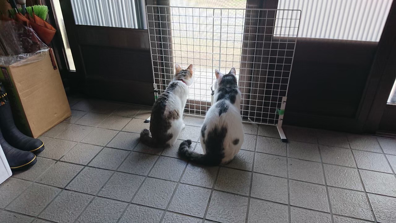 まだかニャ〜