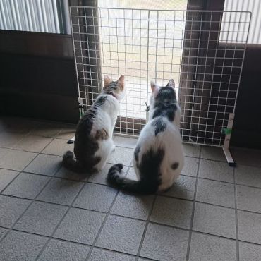 まだかニャ〜