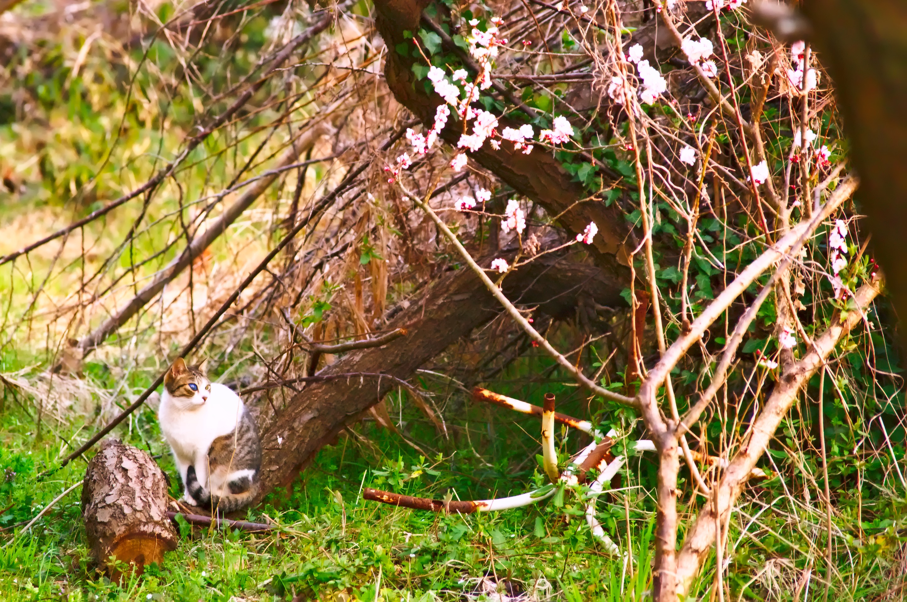 義眼の花見