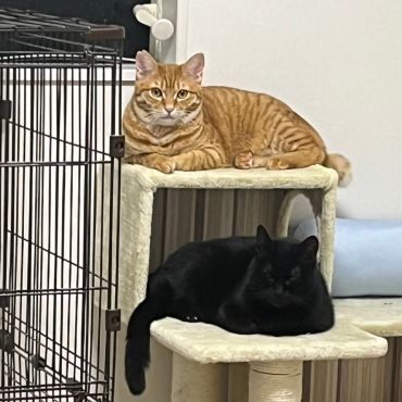 新しいママと一緒