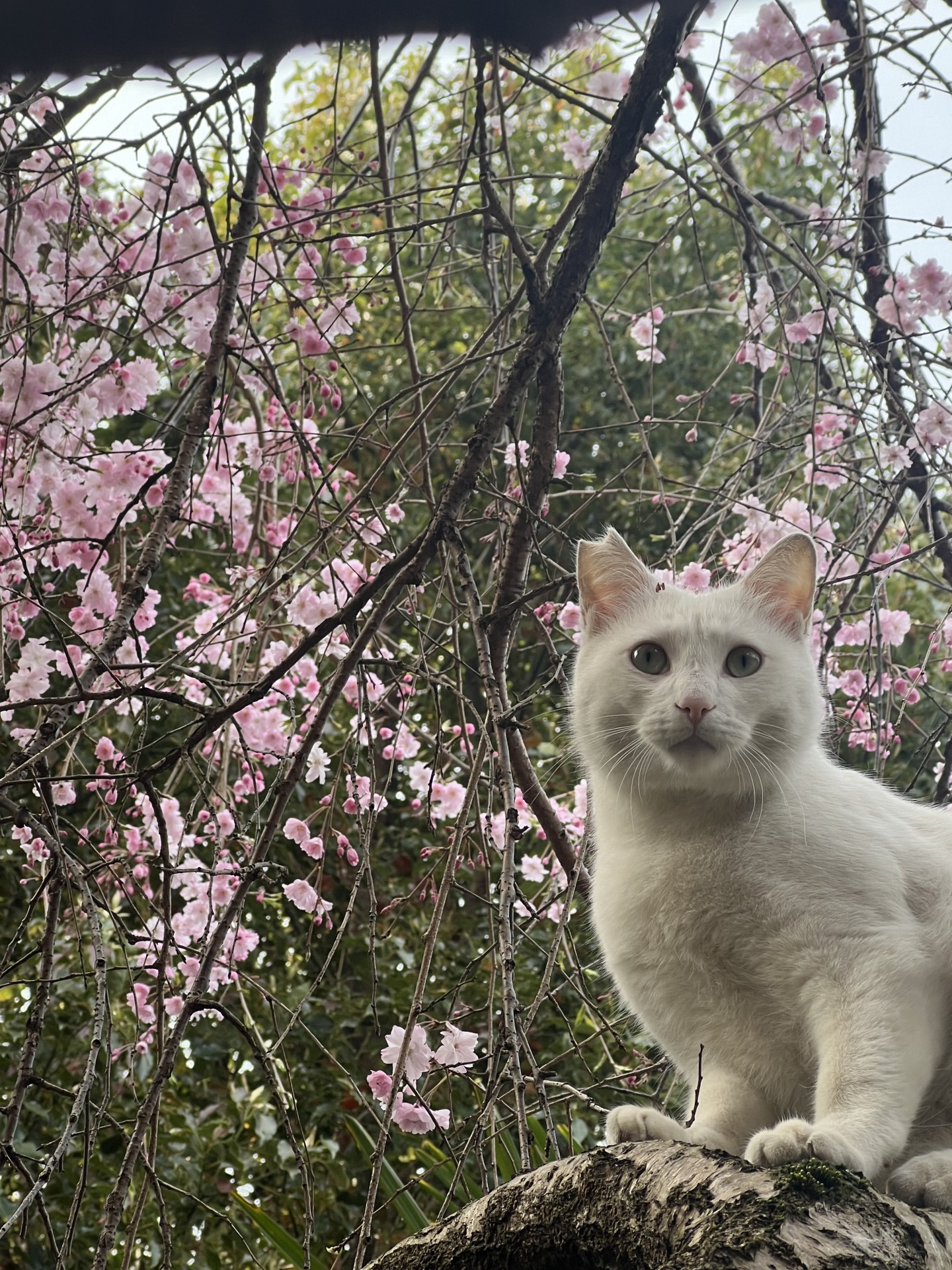 桜とさくらねこ^_^
