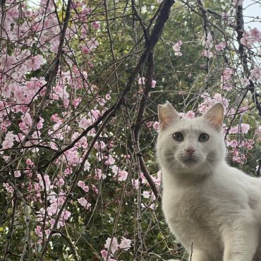桜とさくらねこ^_^