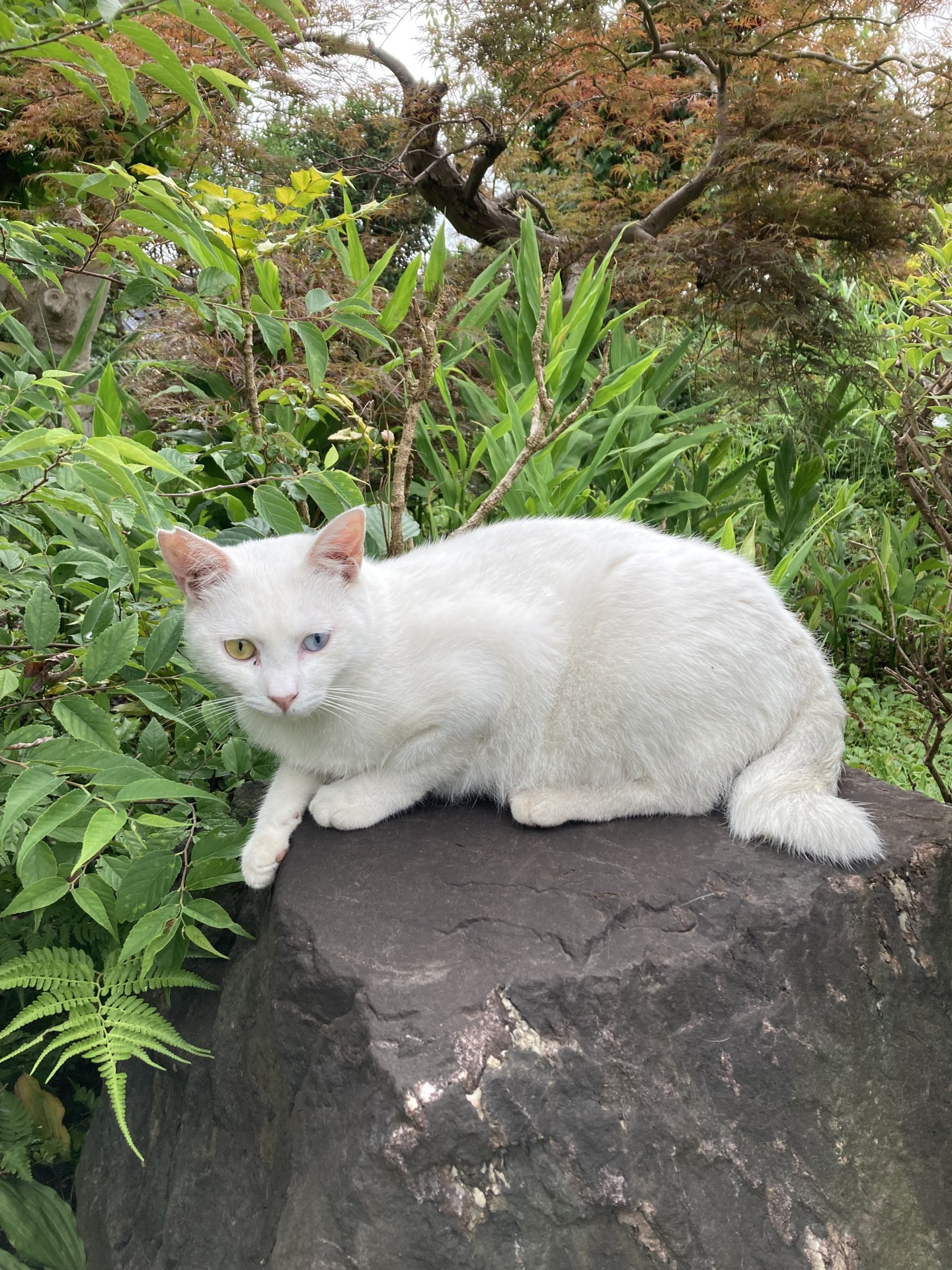 オッドアイ
