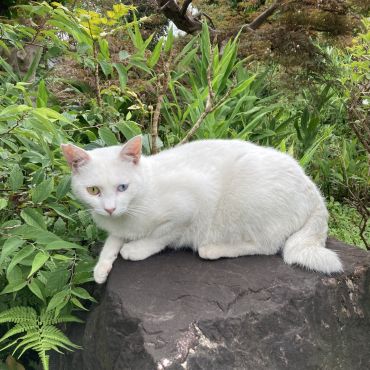 オッドアイ