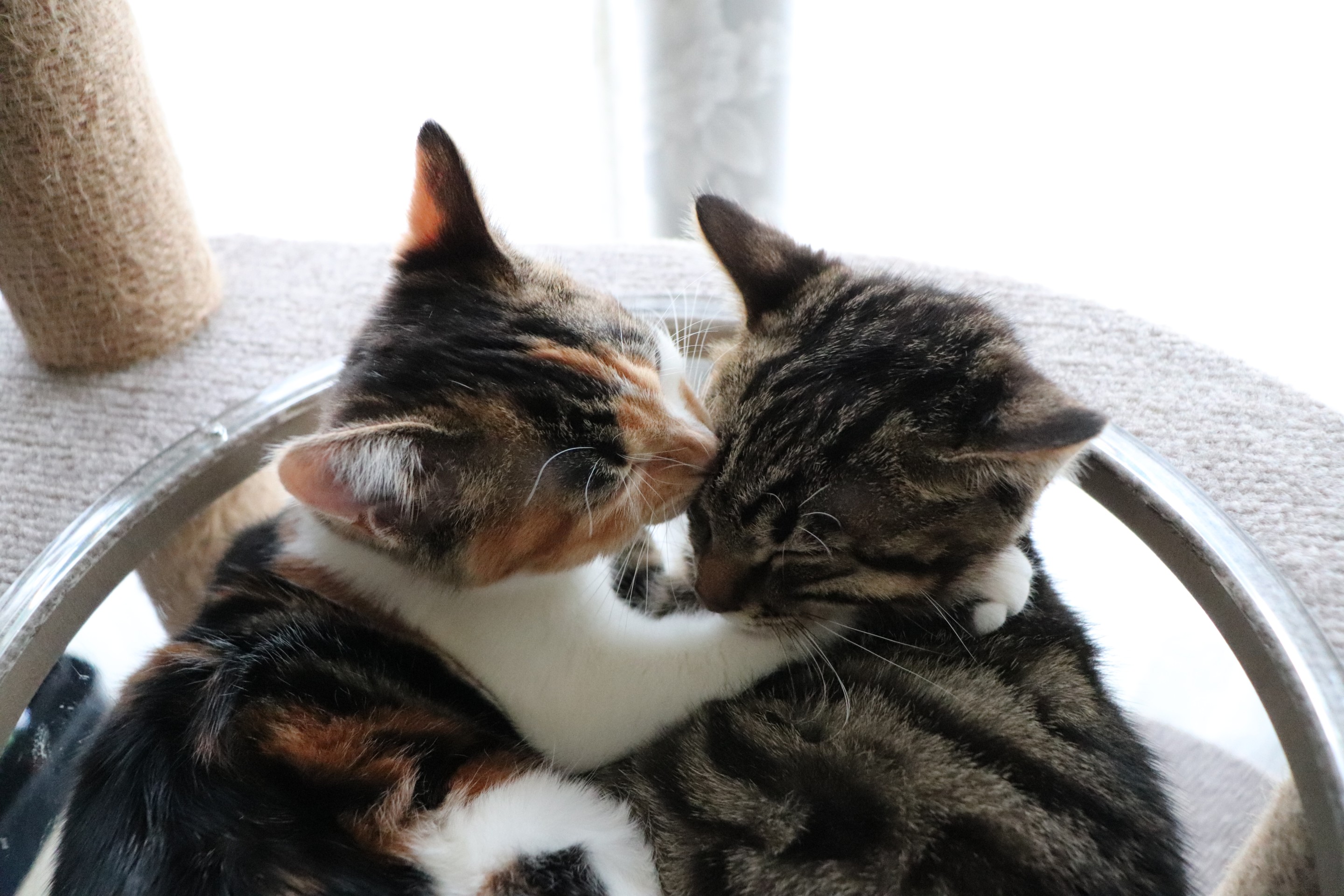 ファーストキス