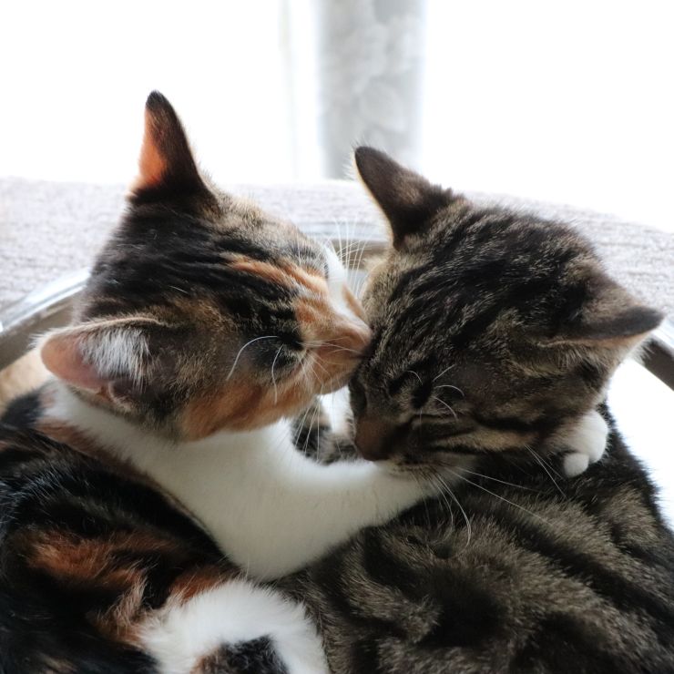 ファーストキス