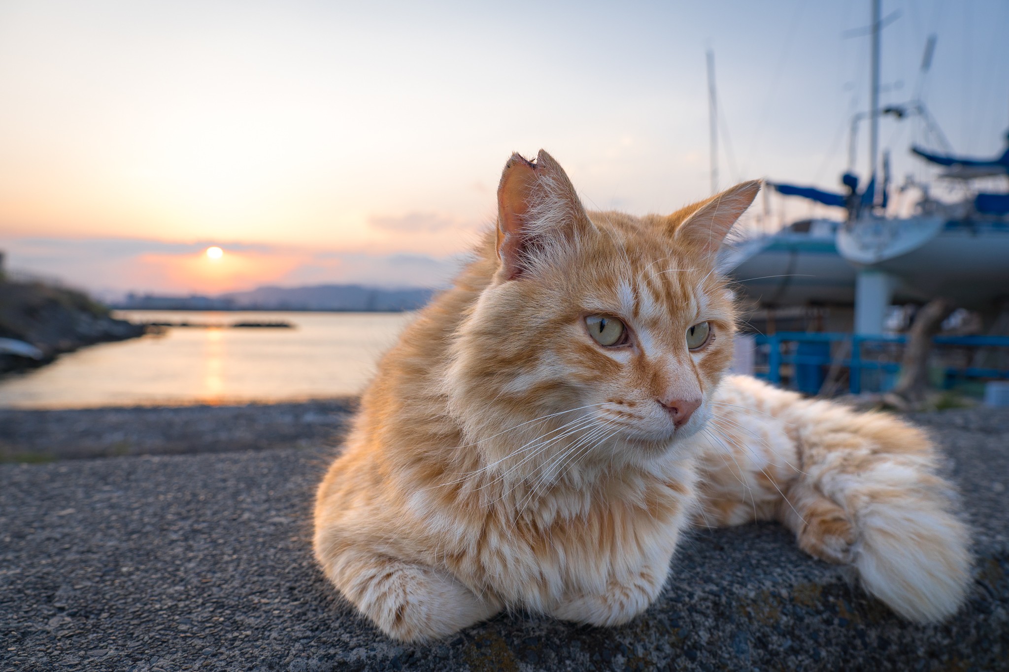 夕日と猫さん
