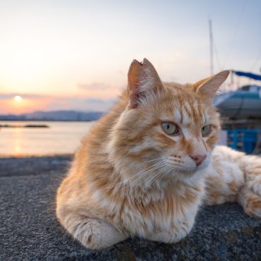 夕日と猫さん