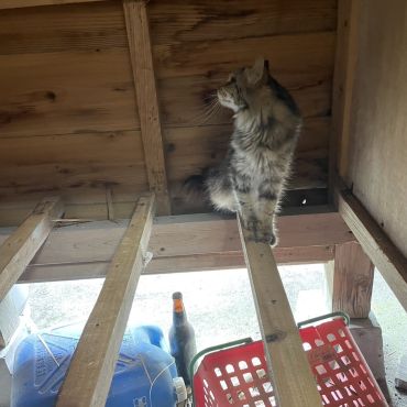 大工さんにネコハラ
