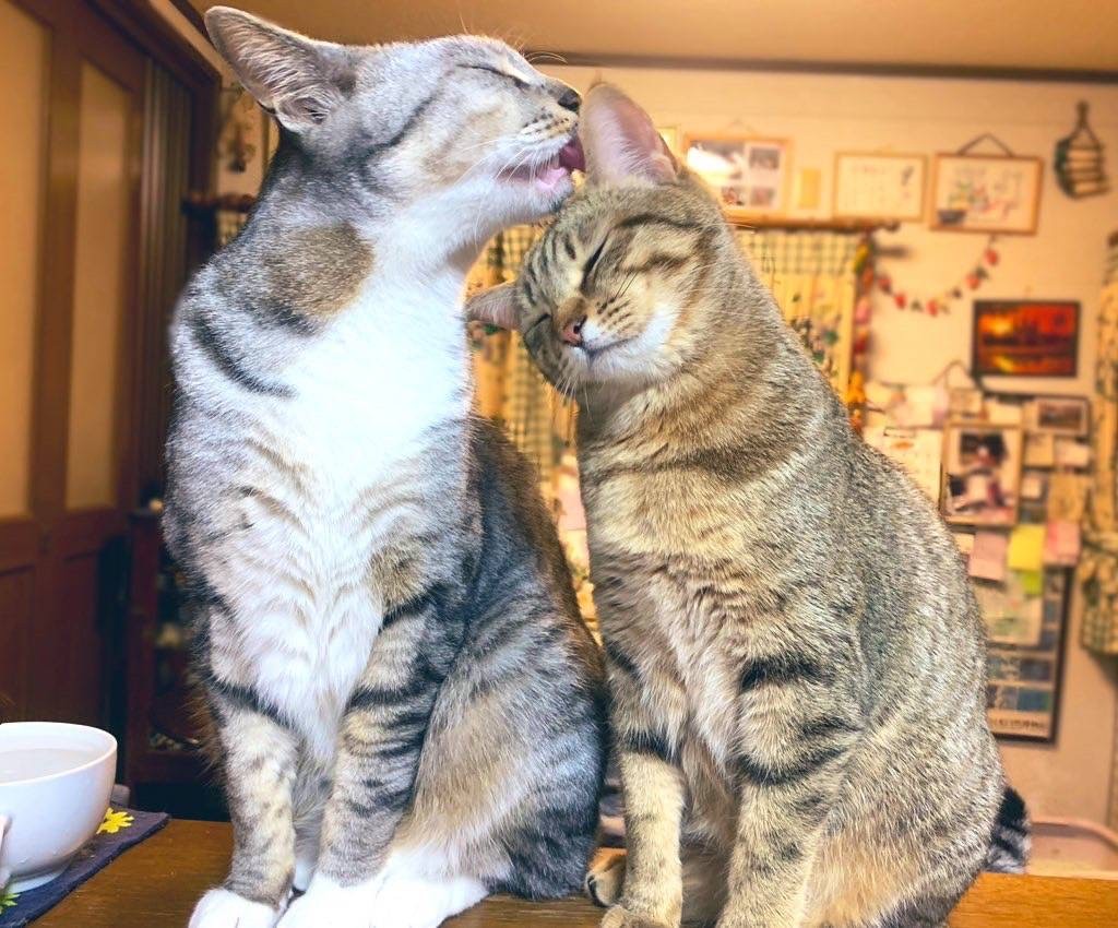 いつの間にか兄妹