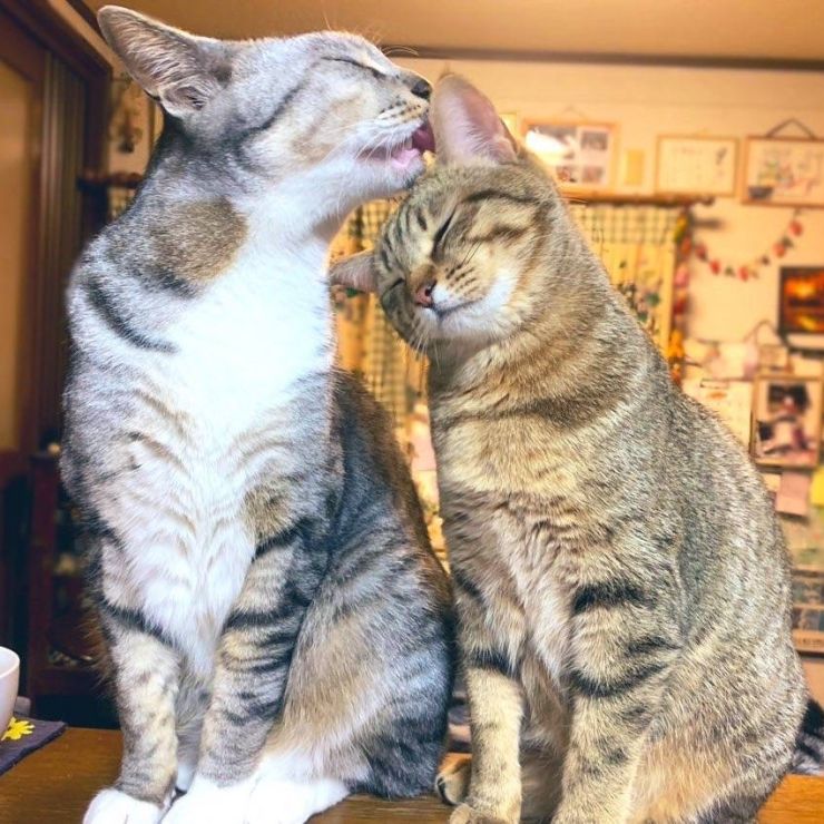 いつの間にか兄妹