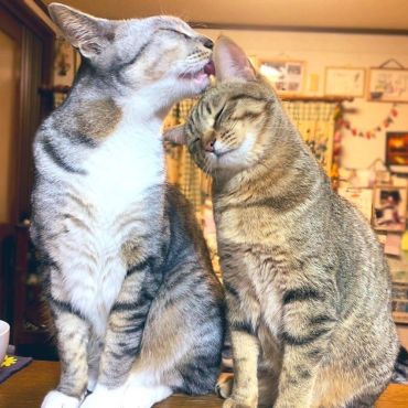 いつの間にか兄妹