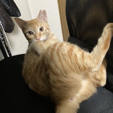 毛繕い中