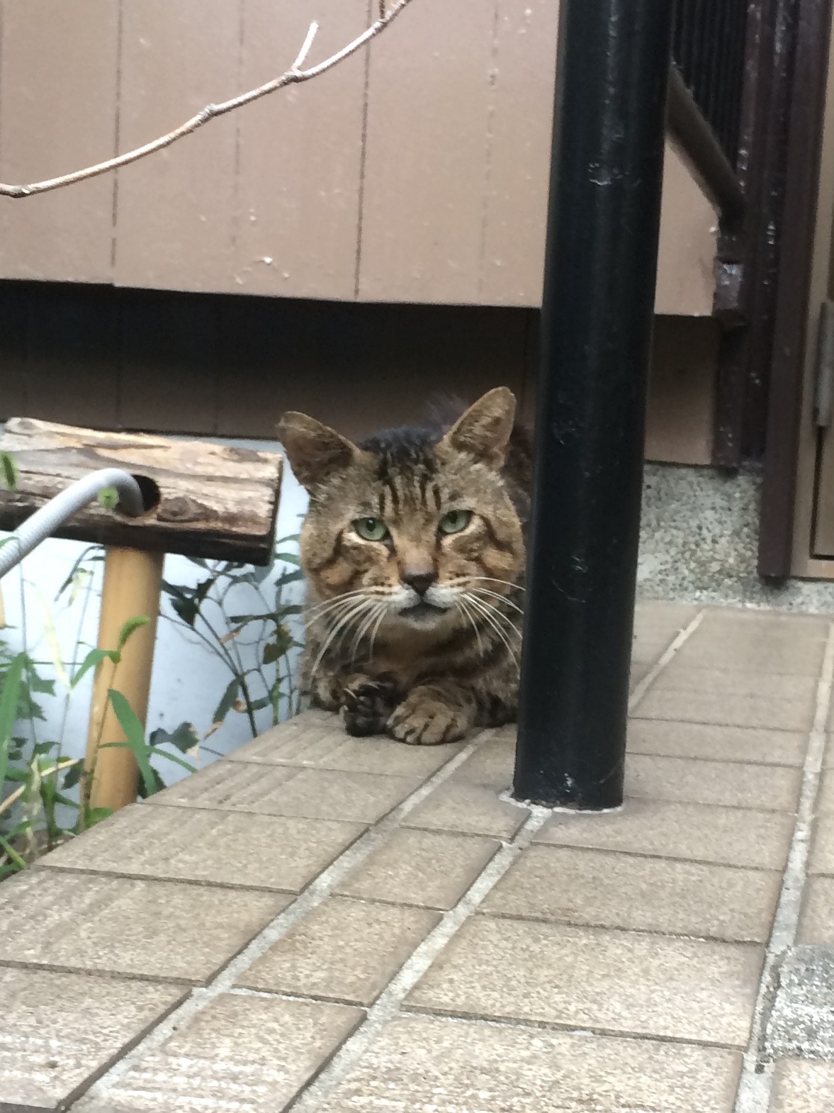 力強く生きたネロくん
