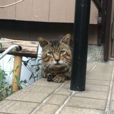 力強く生きたネロくん