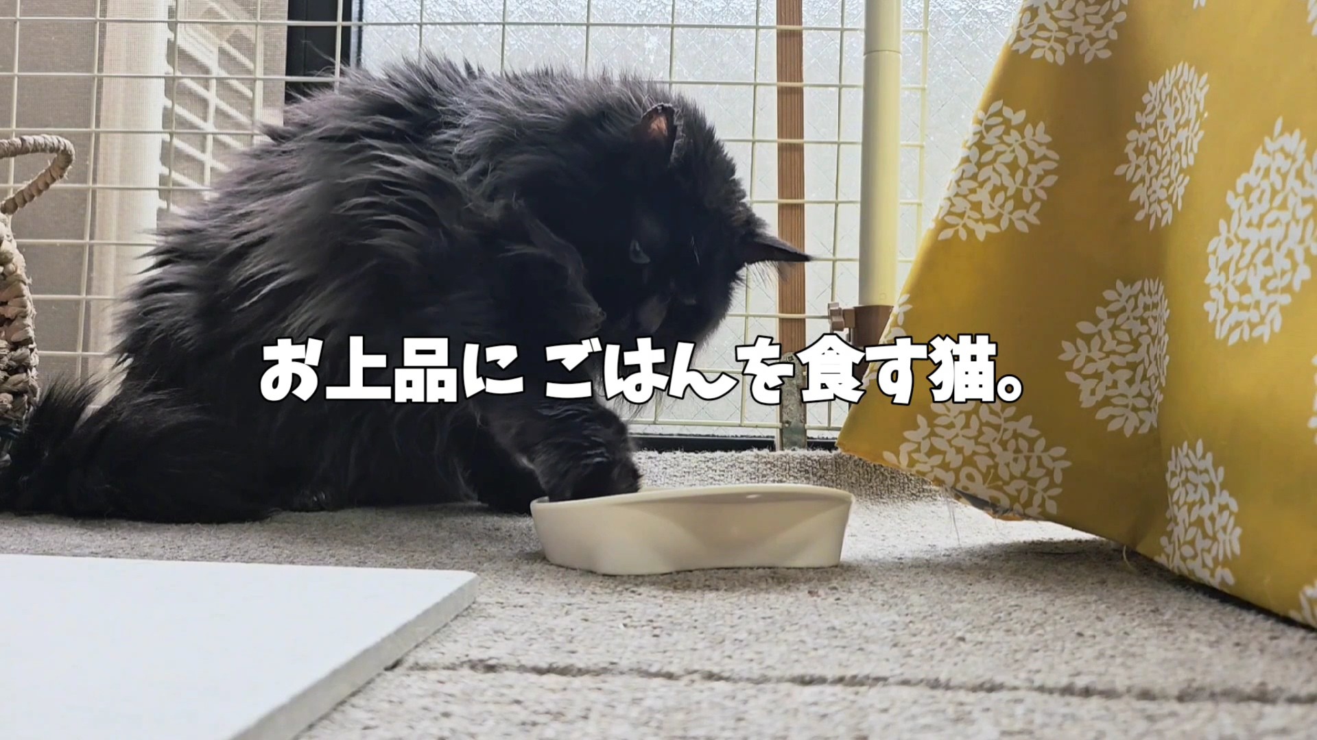 どうぶつ基金：お上品にごはんを食す猫。
