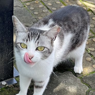 今日も元気にペロッ