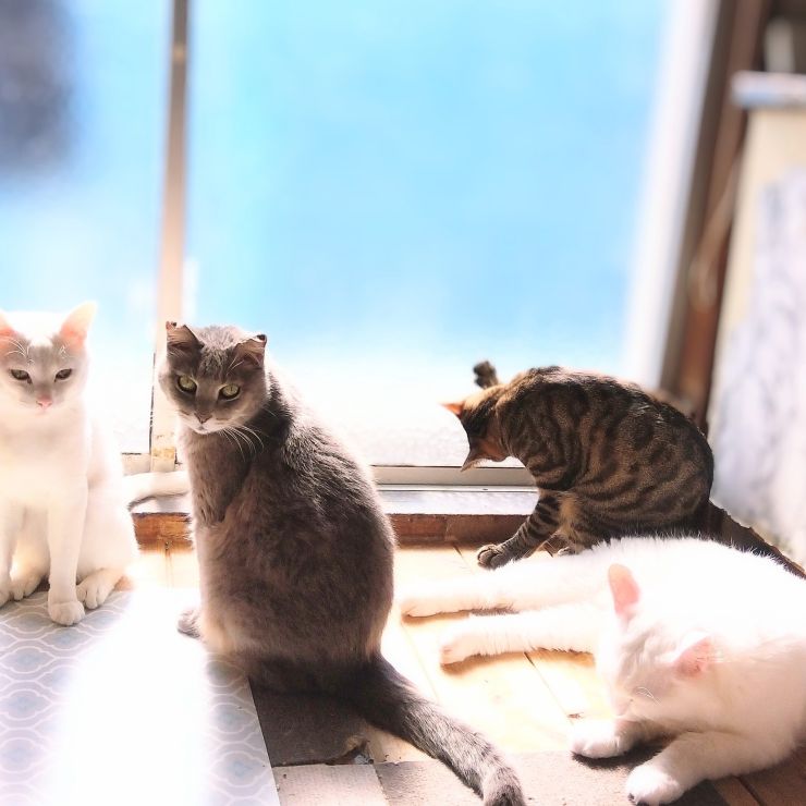 キズナ