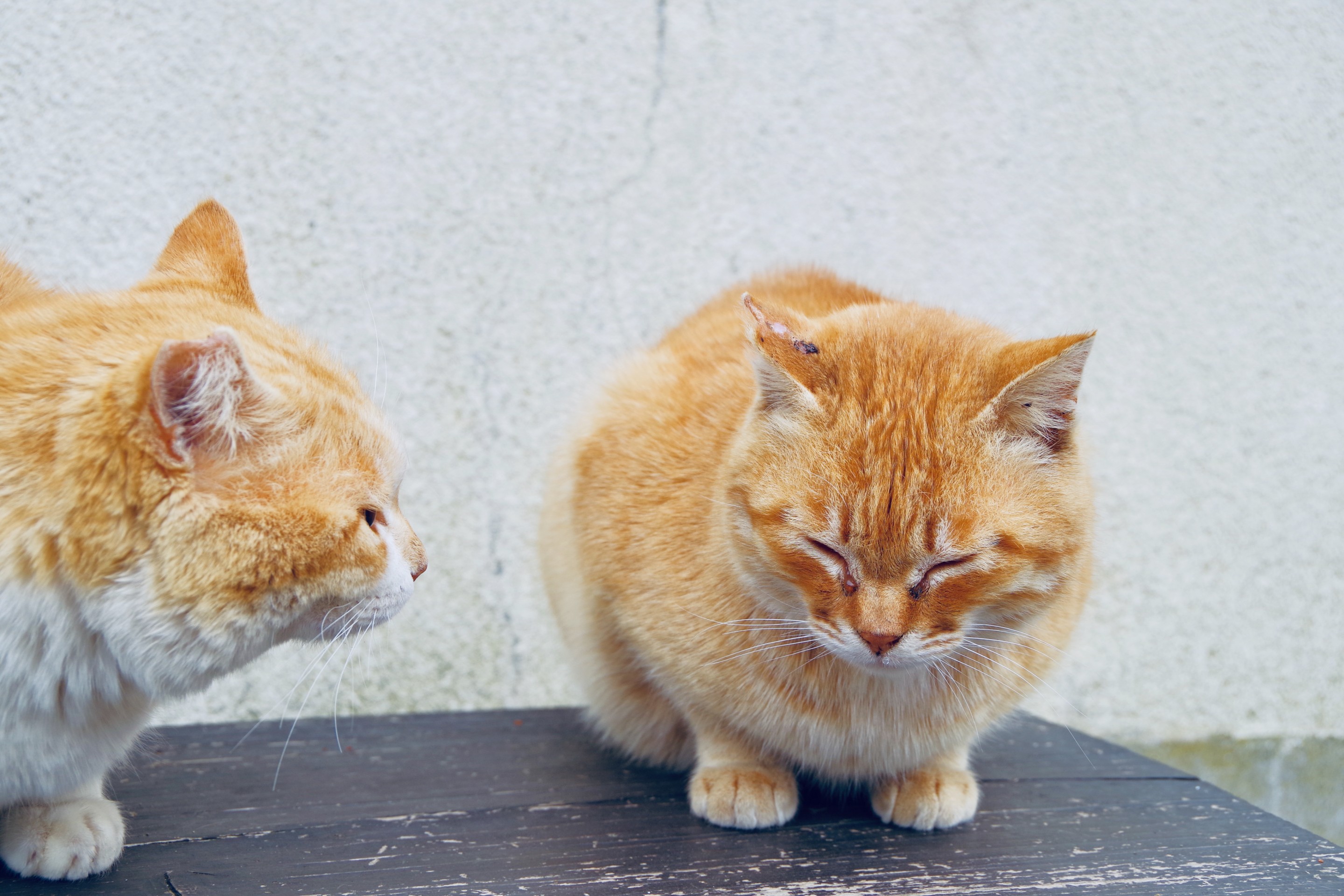 ちょっと喧嘩するつもりは・・・