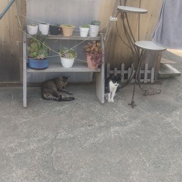 落下防止