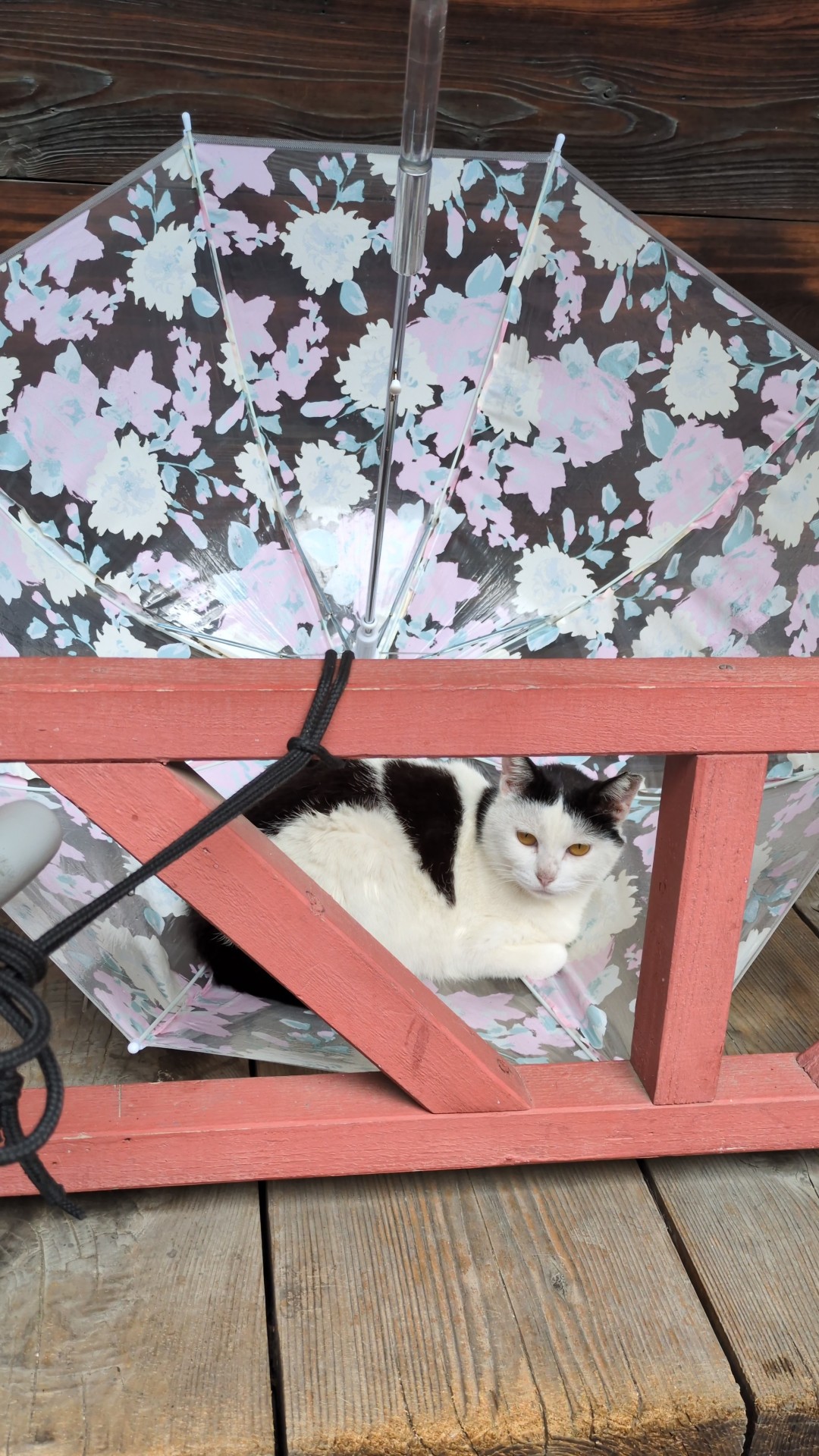雨上がりのねこ