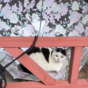 雨上がりのねこ
