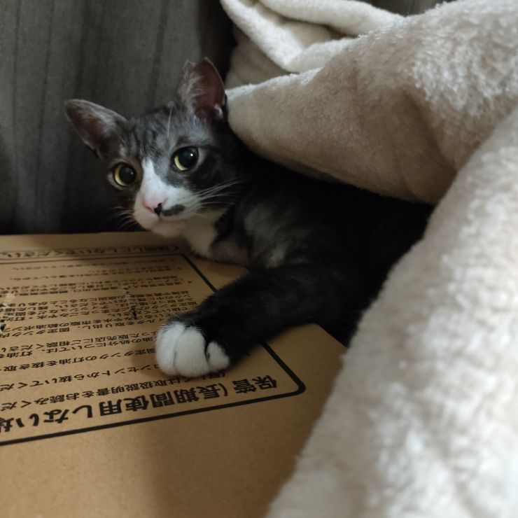 遊ぼうニャン!!