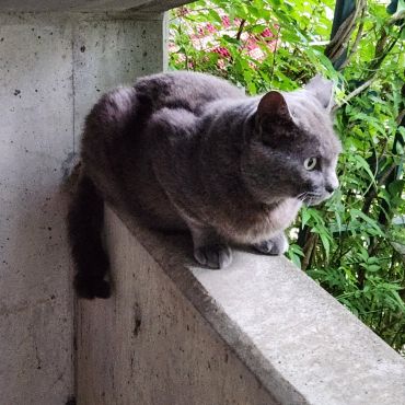 オヤジ