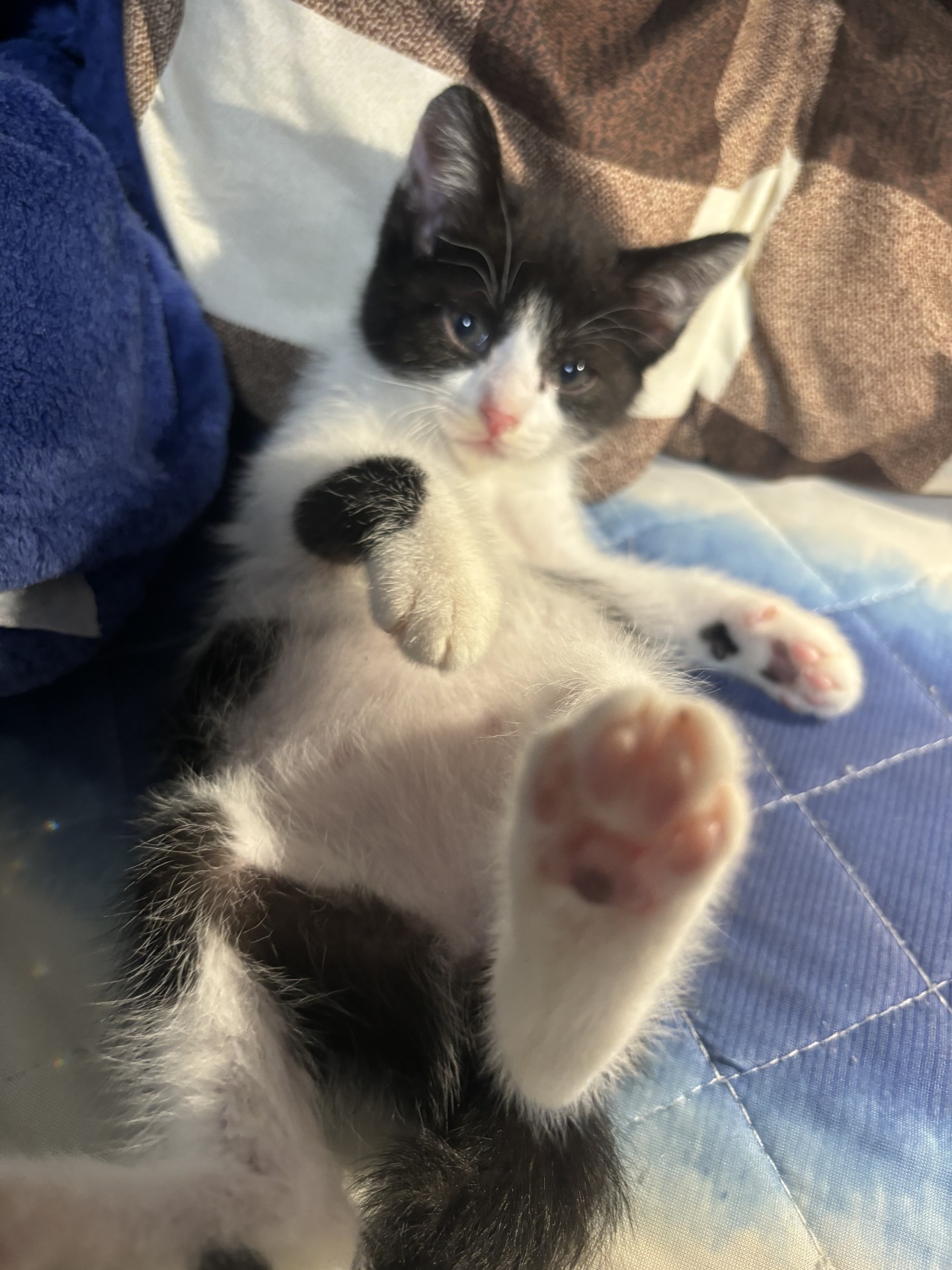地域猫から産まれた子猫♡