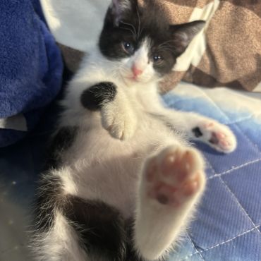 地域猫から産まれた子猫♡