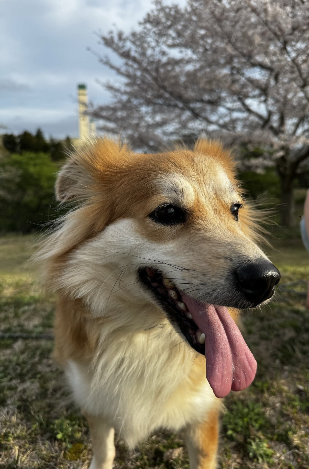 春の公園