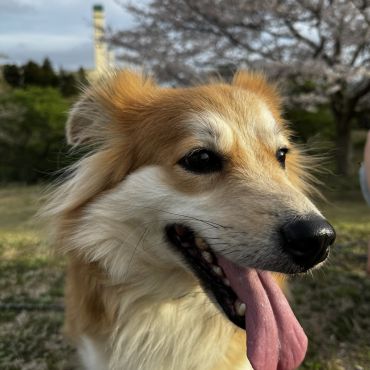 春の公園