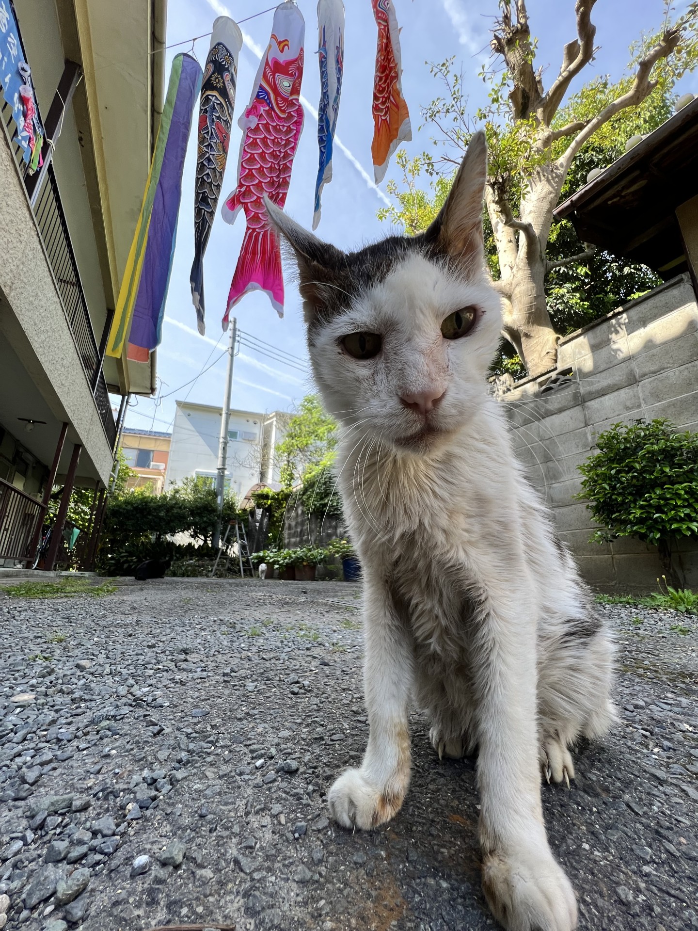 糖尿病外猫シッポ😺