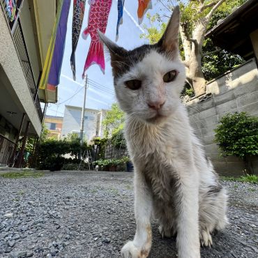 糖尿病外猫シッポ😺