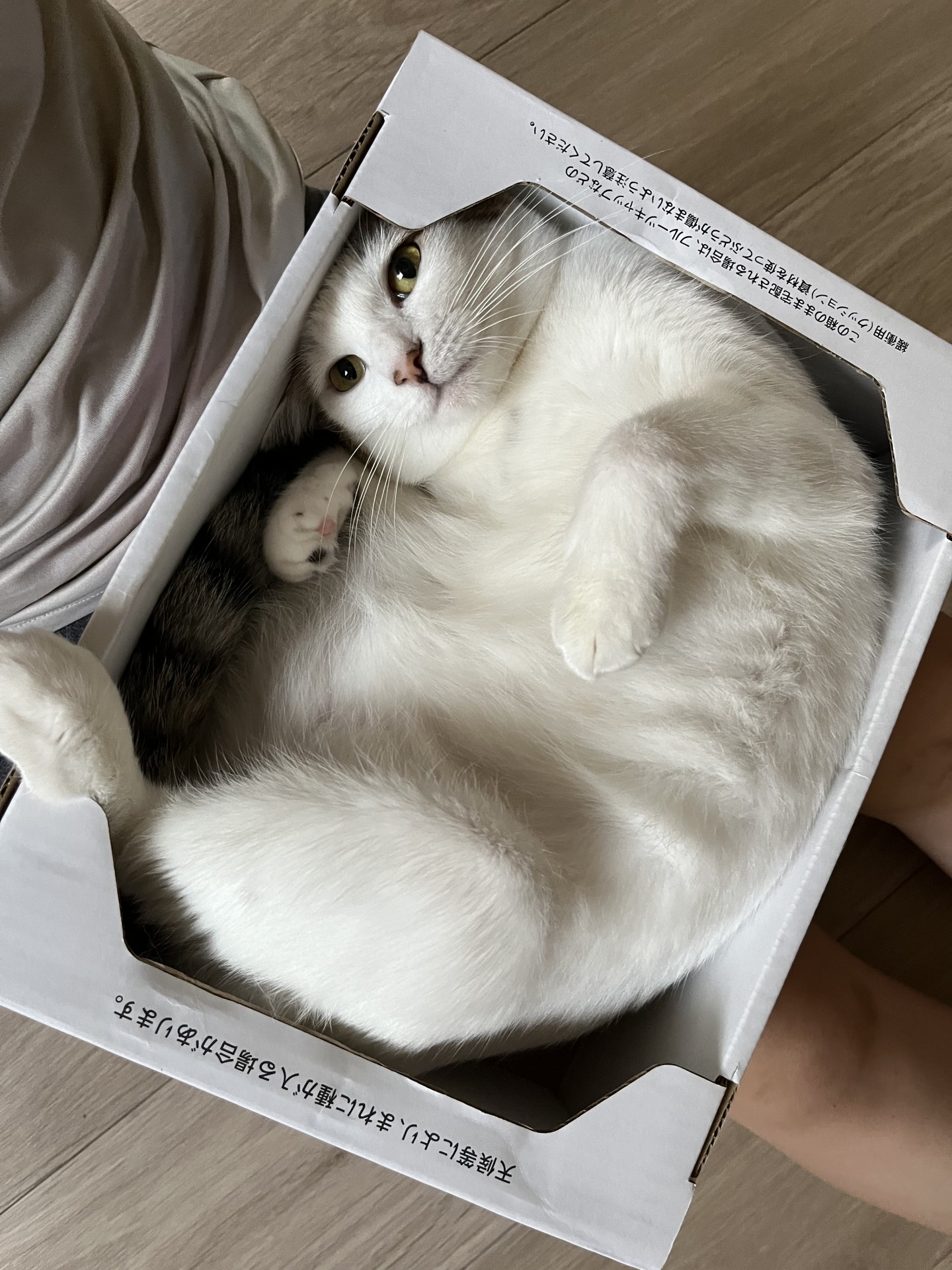 これがほんとの箱入り娘。