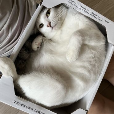 これがほんとの箱入り娘。