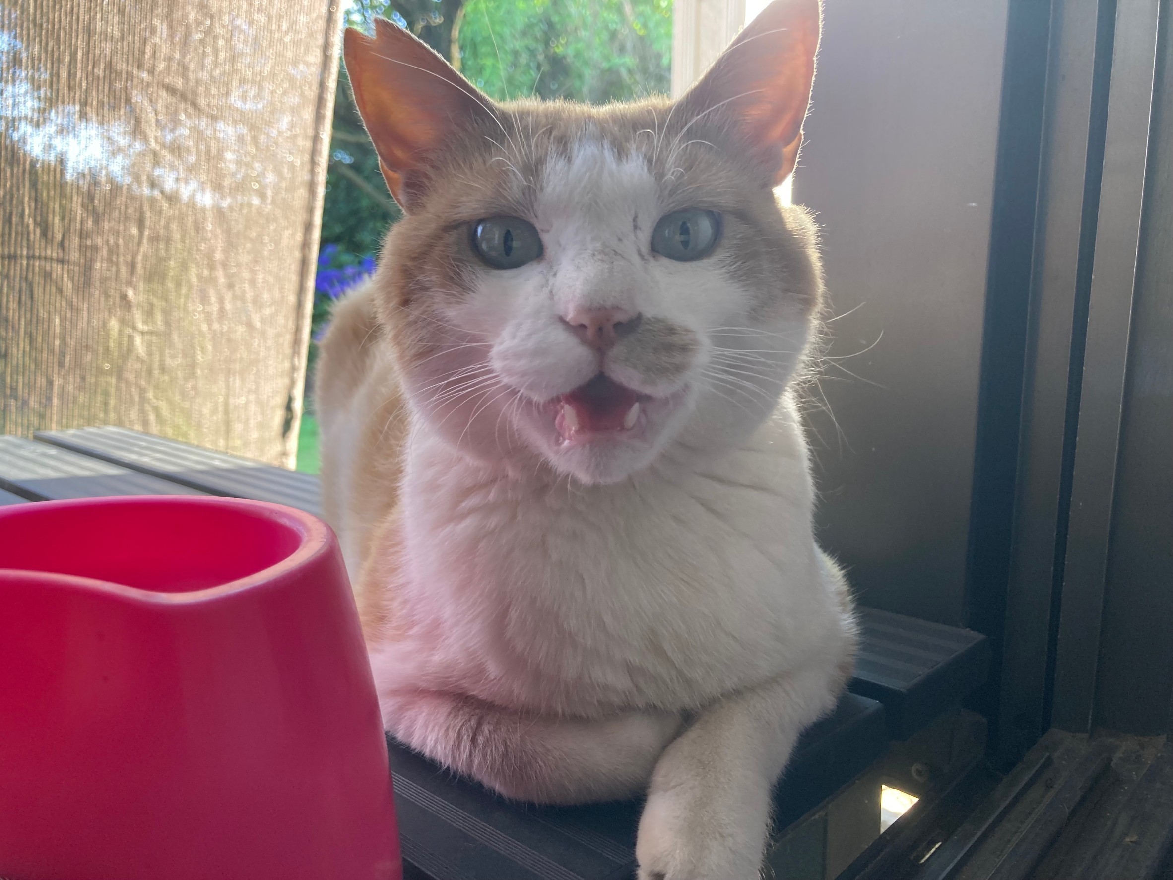 声の大きい猫