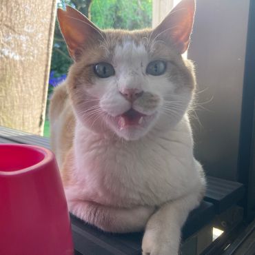 声の大きい猫