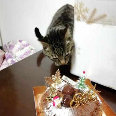 僕の大好きなモンブラン♥